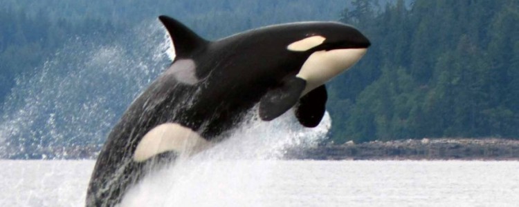 viaggio organizzato in canada con fotosafari a vedere le orche
